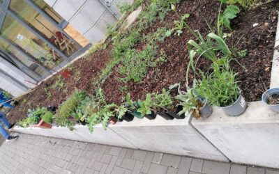 Pflanzaktion im Gymnasium Eltville