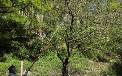 Schnitt unserer Streuobstbäume in Eltville